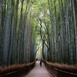 Arashiyama Bamboo Forest