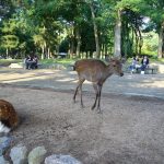 Sika Deer in Nara Park