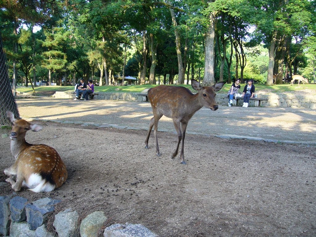 Sika Deer in Nara Park